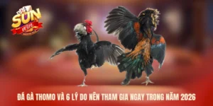 Đá gà Thomo