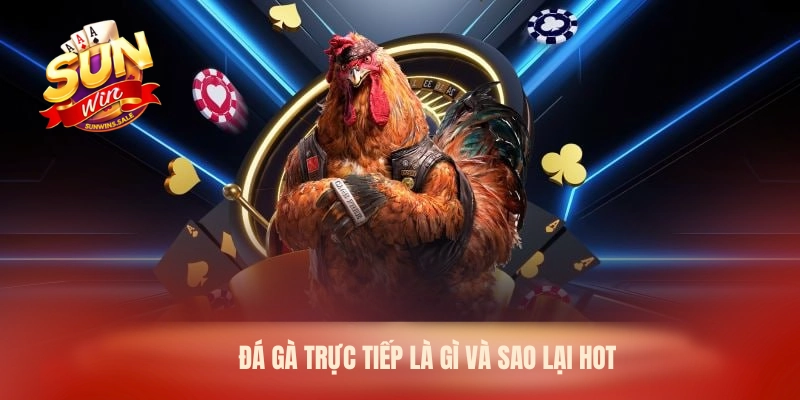 Đá gà trực tiếp là gì và sao lại hot