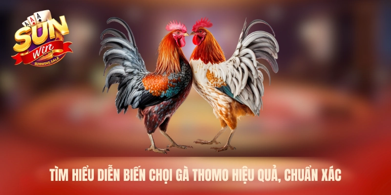 Tìm hiểu diễn biến chọi gà Thomo hiệu quả, chuẩn xác